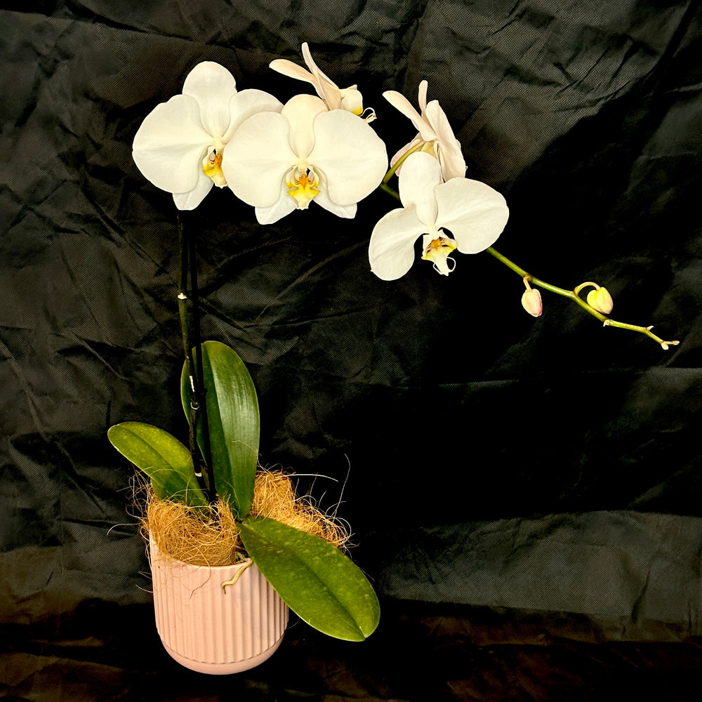Orchid Plant - Phalaenopsis (White)