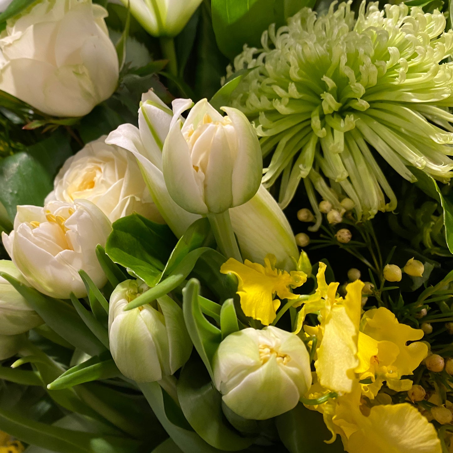 Fresh Tulips
