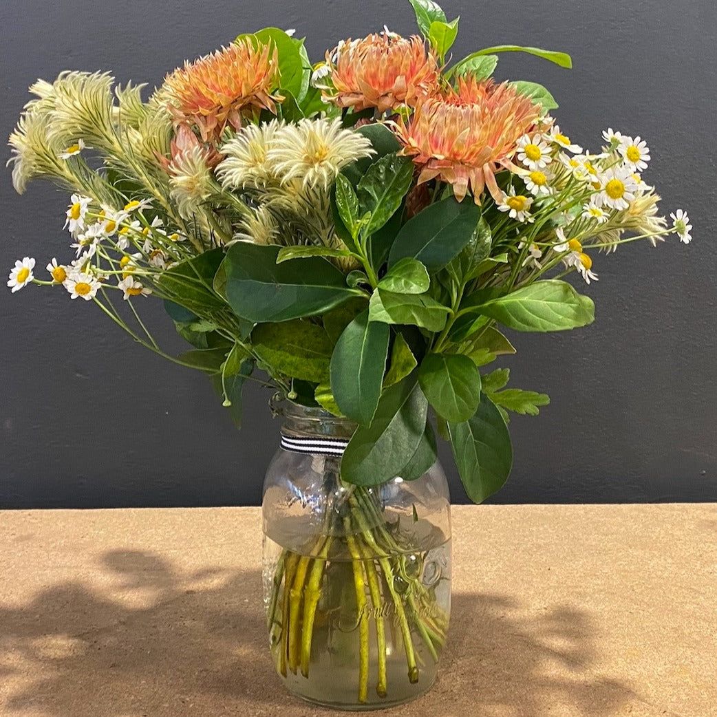Paper daisies interplay with Australia's phillica plumosa.