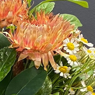 Classic Collection: Citrus - Small