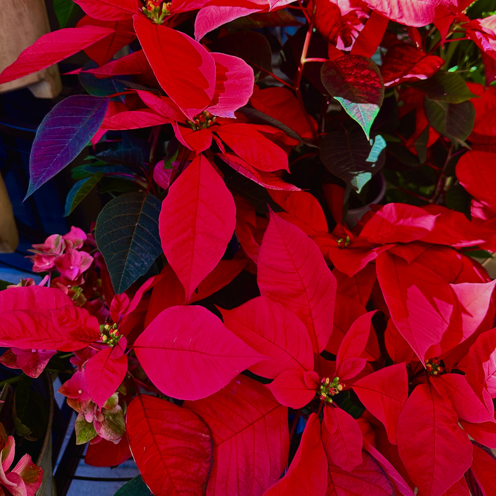 
                  
                    Poinsettia Plant
                  
                