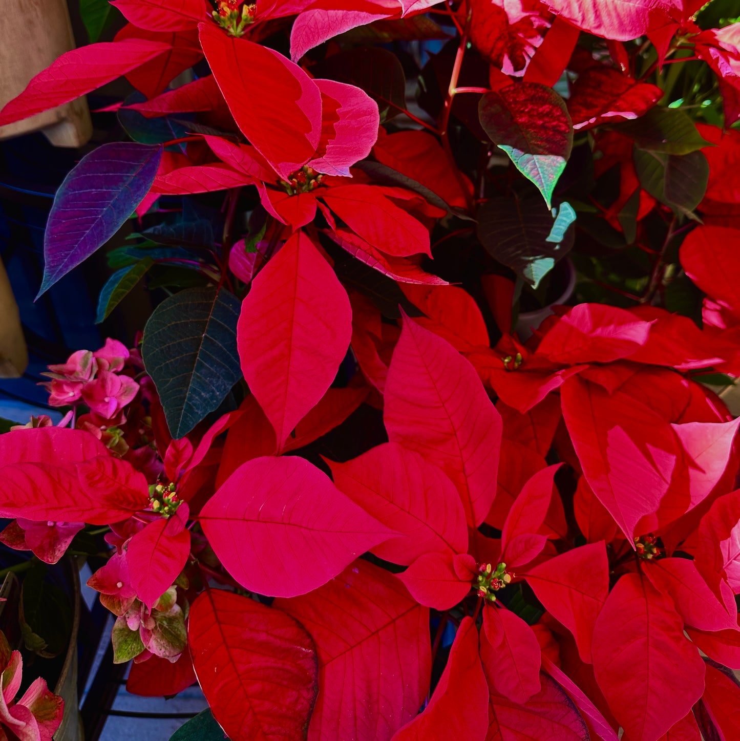 
                  
                    Poinsettia Plant
                  
                