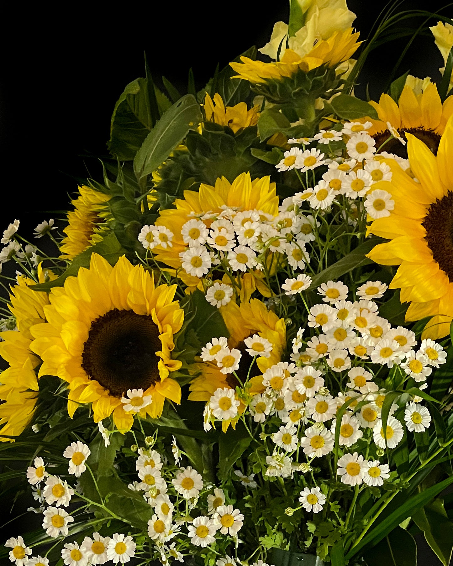 Camomile & Sunflowers